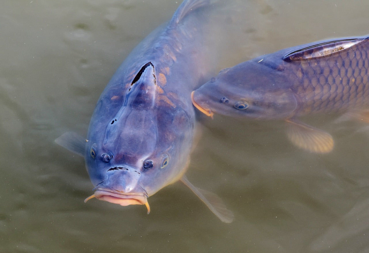 Two fish swimming close to each other in water